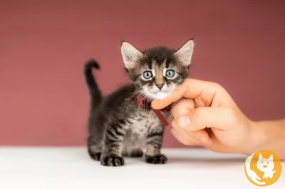 Котята от сибирской мамы — 1,5 месяца в добрые руки