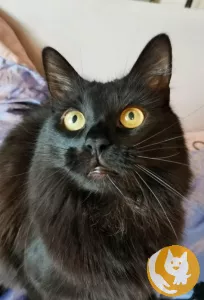Роскошный метис мейн-куна — крупный черный кот Нельсон в дар