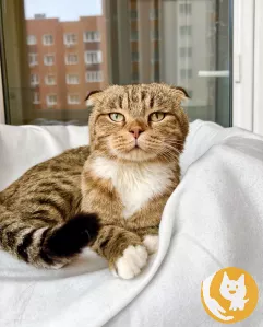 Вислоухий котик Оскар ищет дом, в добрые руки