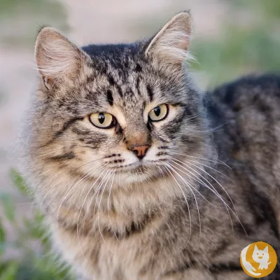 Кошки метисы даром в Москве - взять котенка метиса в добрые руки бесплатно