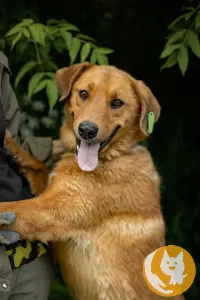 Солнечный рыжий пёс Патат 3,5 года из приюта