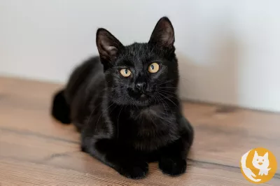 Милые чёрные котята в добрые руки