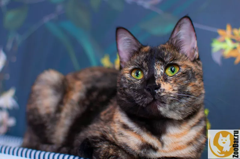 Трехцветная кошка Мисти с золотыми глазами на счастье - отдам котенка в дар